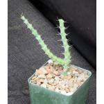 Euphorbia subscandens 4-inch pots