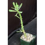 Euphorbia sudanica 5-inch pots
