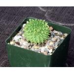 Euphorbia susannae 4-inch pots