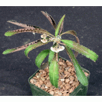 Euphorbia suzannae-marnierae 4-inch pots