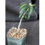 Euphorbia suzannae-marnierae 5-inch pots