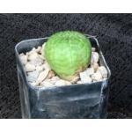 Euphorbia symmetrica 2-inch pots