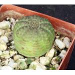 Euphorbia symmetrica 3-inch pots