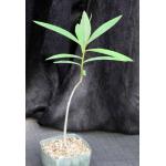 Euphorbia tanquahuete 5-inch pots
