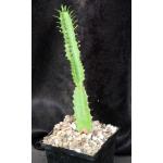Euphorbia teixeirae 5-inch pots