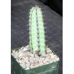 Euphorbia tescorum 4-inch pots