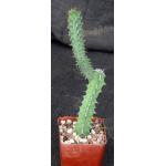 Euphorbia tescorum (Powys 766) 4-inch pots