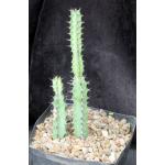 Euphorbia tescorum (Powys 766) one-gallon pots