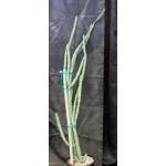 Euphorbia tescorum (PV 2496) 2-gallon pots
