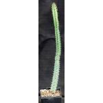 Euphorbia tescorum (Suyien, Kenya) 5-inch pots
