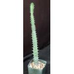 Euphorbia tescorum (Lav 12516) 5-inch pots