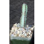 Euphorbia tescorum miniature 3-inch pots
