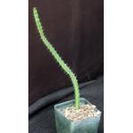 Euphorbia torta(ES 21178) 4-inch pots