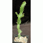 Euphorbia tortilis 5-inch pots