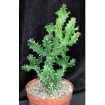 Euphorbia tortilis 8-inch pots