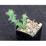 Euphorbia tortirama 2-inch pots