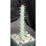 Euphorbia triaculeata (Sudan) 5-inch pots