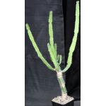 Euphorbia triangularis 5-inch pots