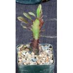 Euphorbia trigona (red) 3-inch pots