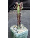 Euphorbia trigona (red) 4-inch pots