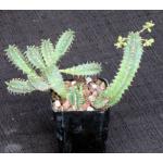 Euphorbia tubiglans 2-inch pots