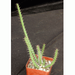 Euphorbia uhligiana 4-inch pots