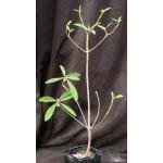 Euphorbia umbraculiformis 5-inch pots