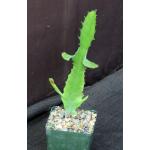 Euphorbia vajravelui 4-inch pots