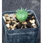 Euphorbia valida (GM 007) 2-inch pots