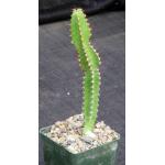 Euphorbia vallaris 4-inch pots