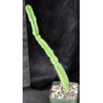 Euphorbia vallaris 5-inch pots