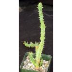 Euphorbia vandermerwei 4-inch pots