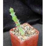 Euphorbia vandermerwei 4-inch pots