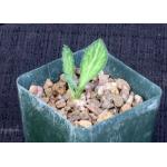 Euphorbia venenifica 4-inch pots