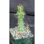 Euphorbia venenata 4-inch pots