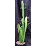 Euphorbia viduiflora 2-gallon pots