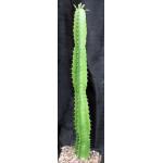 Euphorbia viduiflora-gallon pots