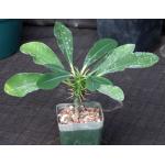 Euphorbia viguieri var. vilanandrensis 4-inch pots