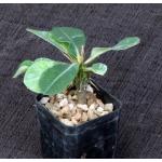 Euphorbia viguieri var. capuroniana 2-inch pots
