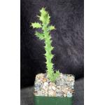 Euphorbia wakefieldii 4-inch pots