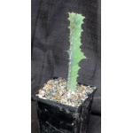Euphorbia williamsonii 5-inch pots