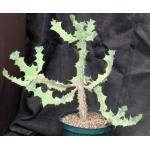 Euphorbia williamsonii 8-inch pots