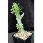 Euphorbia zoutpansbergensis 5-inch pots