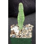 Euphorbia lyttoniana 4-inch pots