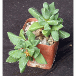 Faucaria britteniae 4-inch pots