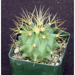 Ferocactus glaucescens 4-inch pots