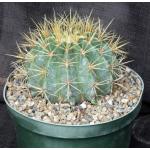 Ferocactus glaucescens 8-inch pots
