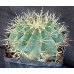 Ferocactus glaucescens one-gallon pots
