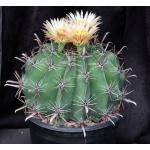 Ferocactus herrerae 2-gallon pots