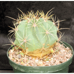 Ferocactus hystrix 8-inch pots